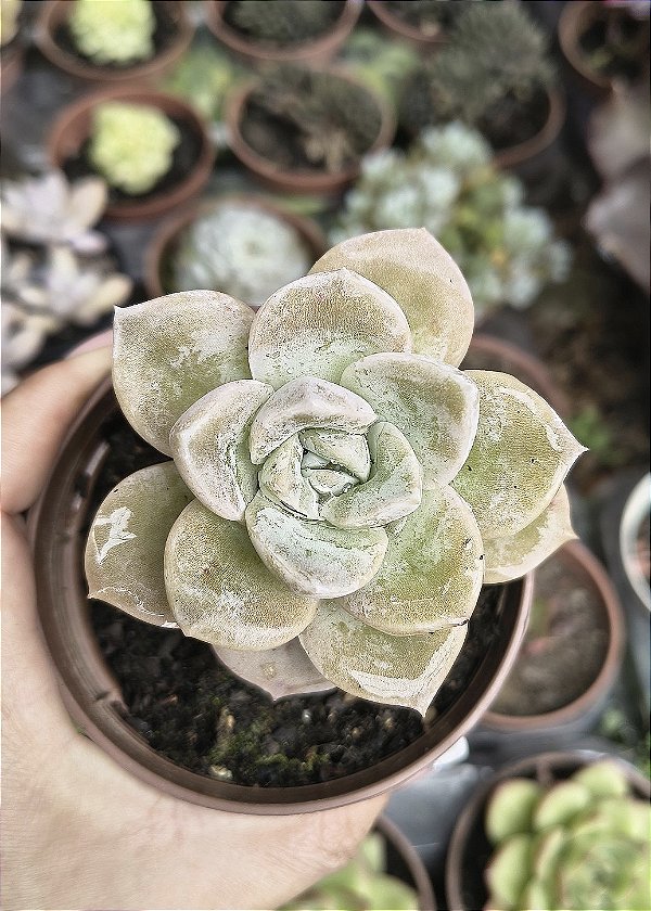 E. ALBICANS POTE 9