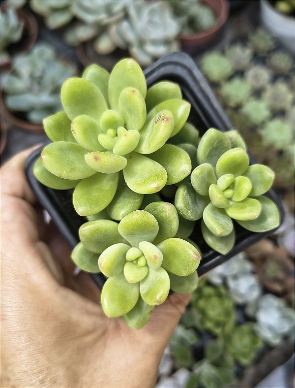 SEDUM SHANGRILA POTE 7