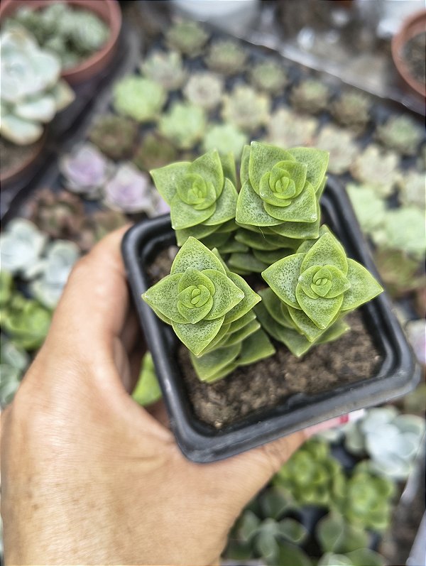 CRASSULA PERFORATA POTE 7