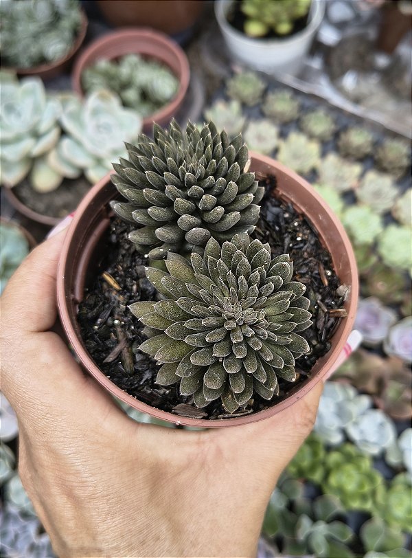 SINOCRASSULA YUNNANENSIS ( OURIÇO) POTE 9