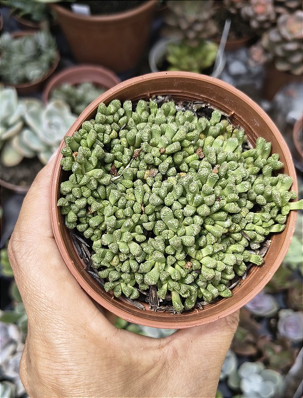 NEHORENRiCIA SIBETTI POTE 9