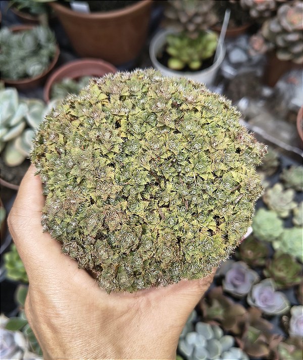 CRASSULA TRASNVAAL DRAKENSBERG POTE 9