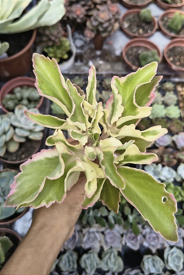 KALANCHOE LACINIATA POTE 9