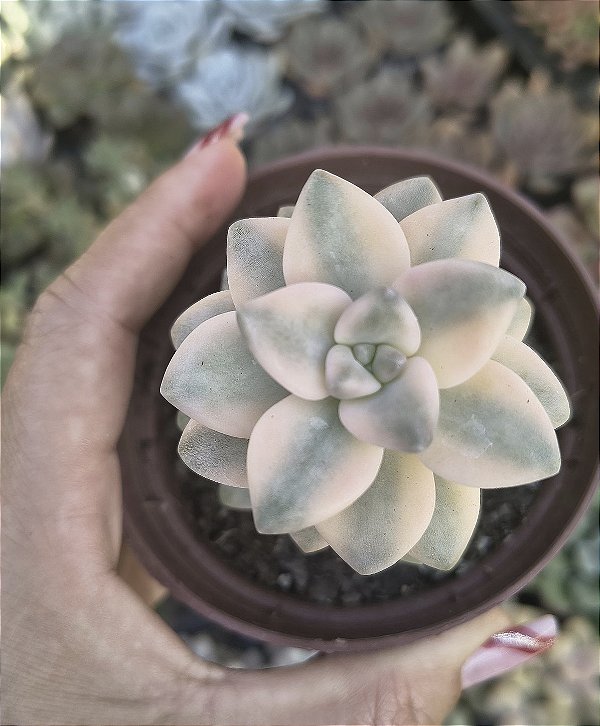 GRAP. VICTOR KANE VARIEGATA POTE 9
