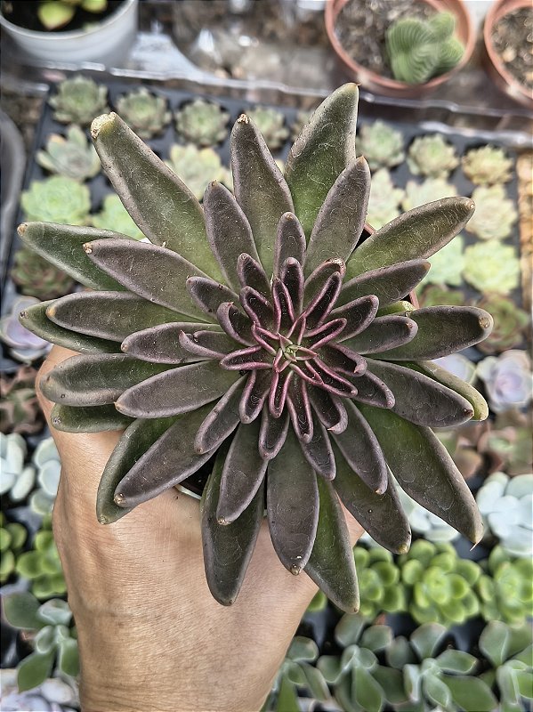 LÚTEA MARROM POTE 9