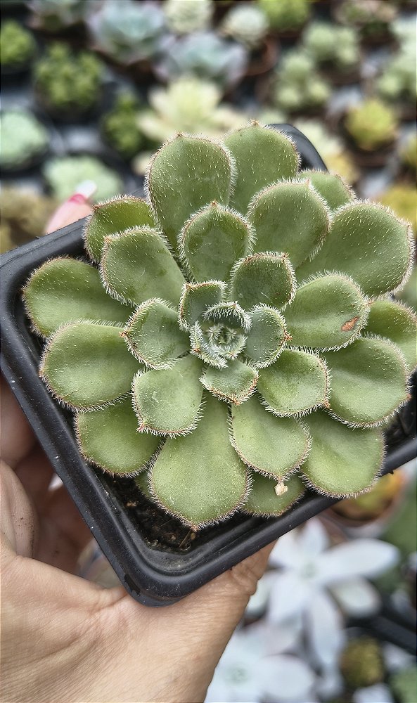E. PAULA POTE 7