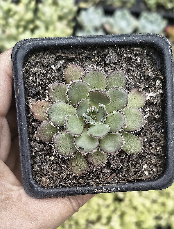 E. PAULA POTE 7
