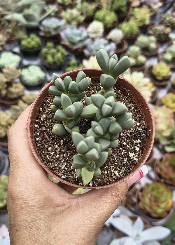 DELOSPERMA LEHMMANNII ( CORAÇÃO PARTIDO) POTE 9