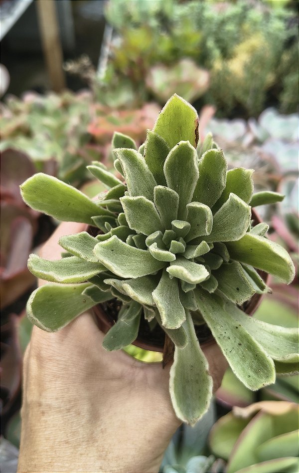 AEONUIM BALERINA POTE 9