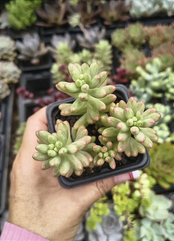 SEDUM AURORA POTE 7