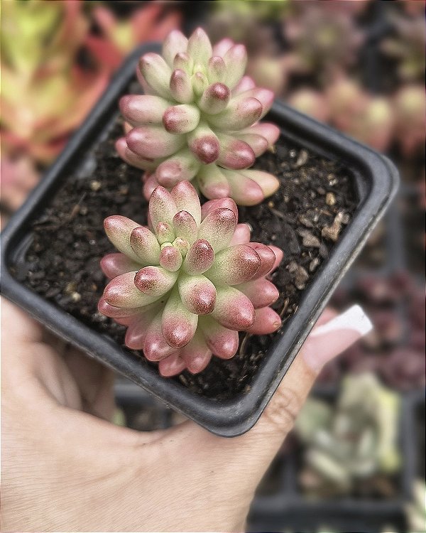 SEDUM AURORA POTE 7