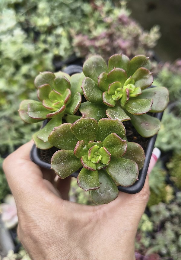 E. MULTICAULES POTE 7