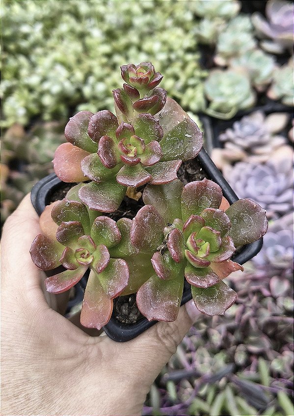 E. MULTICAULES POTE 7