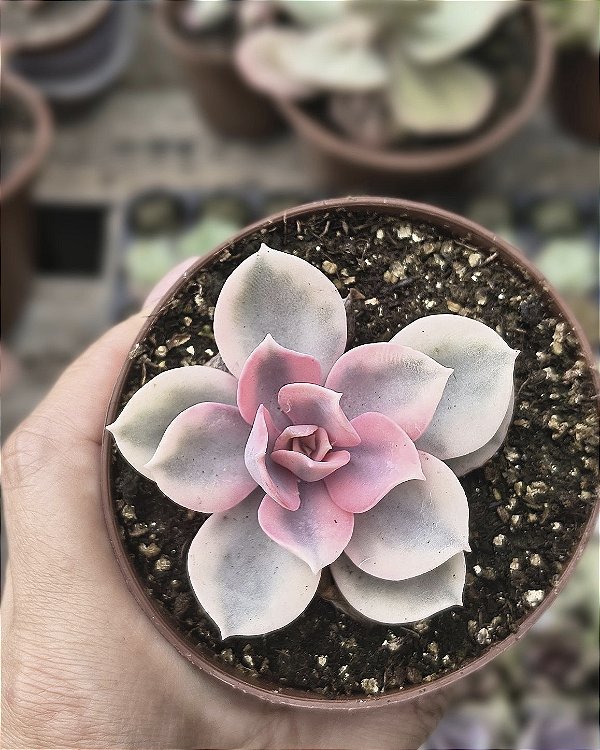 E. RAIBOW POTE 9