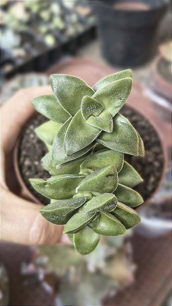 CRASSULA SPRINGTIME POTE 9