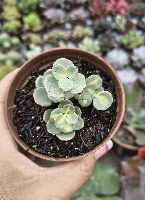 SEDUM SIEBOLD POTE 9