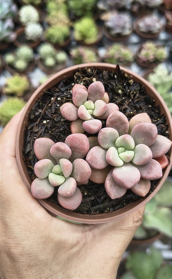 E. POLARIS HEARTS POTE 9