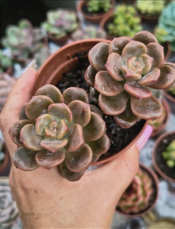 GRAP. ADRIA BUBAALOO POTE 9