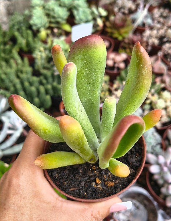 CRASSULA OVATA HOBBIT ( ORELHA DE FIONA) POTE 9