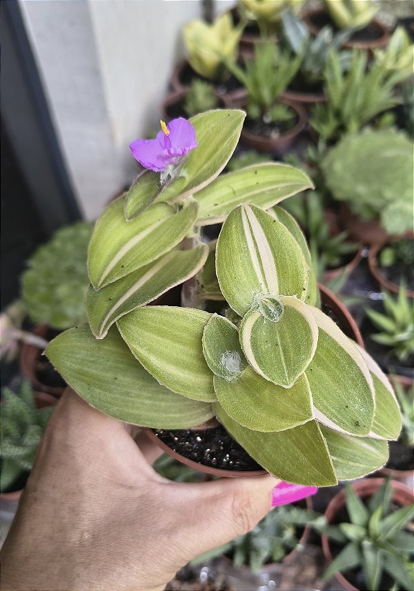 TRADESCANTIA SILLAMONTANA VAR. POTE 9