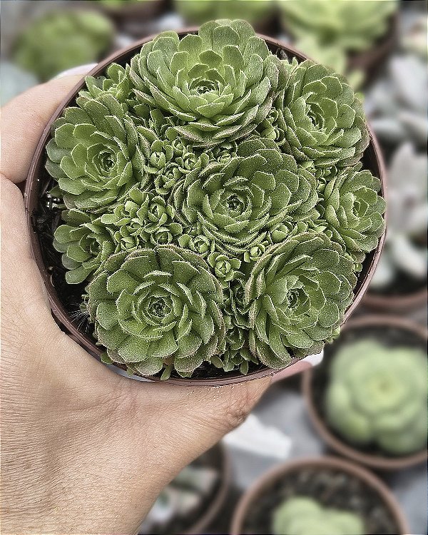 ROSULARIA PLATHYPYLLA POTE 9