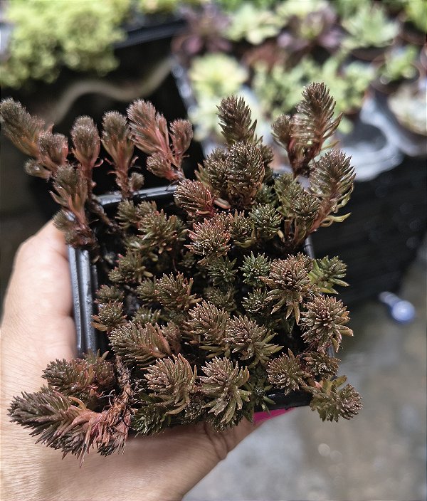 SEDUM HAKONENSE CHOCOLATE BALL POTE 7