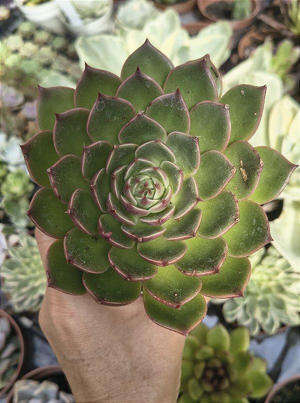 E. SÃO LUIS POTE 11