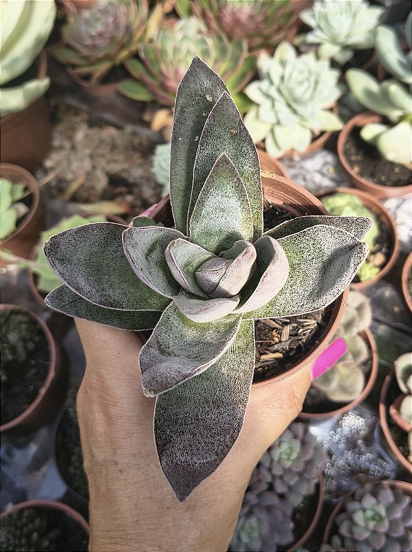 CRASSULA GARNET LOTUS POTE 9