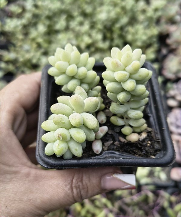 SEDUM DEDO DE MOÇA POTE 7