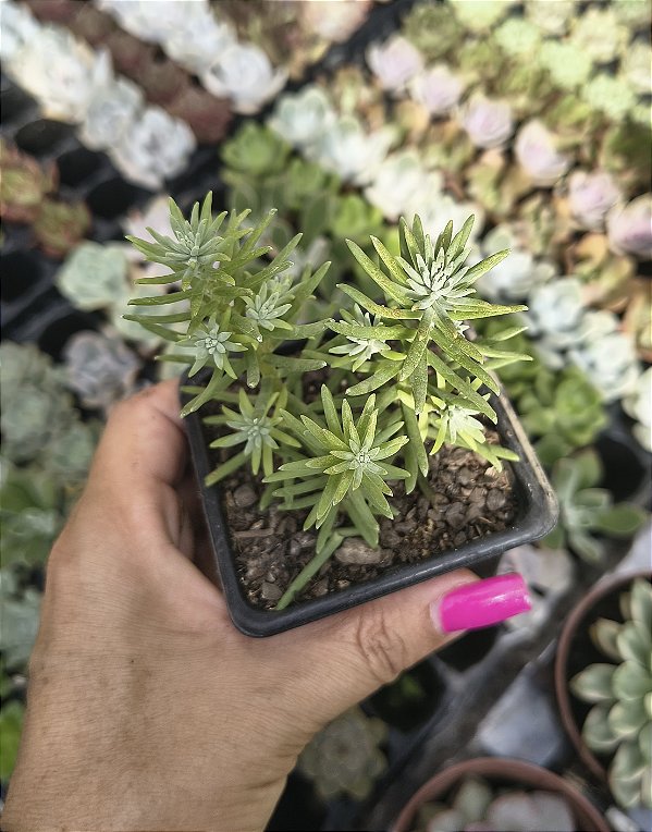 SEDUM GRISEUM POTE 7