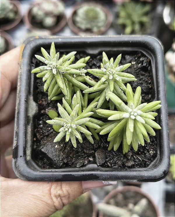 SEDUM GRISEUM POTE 7