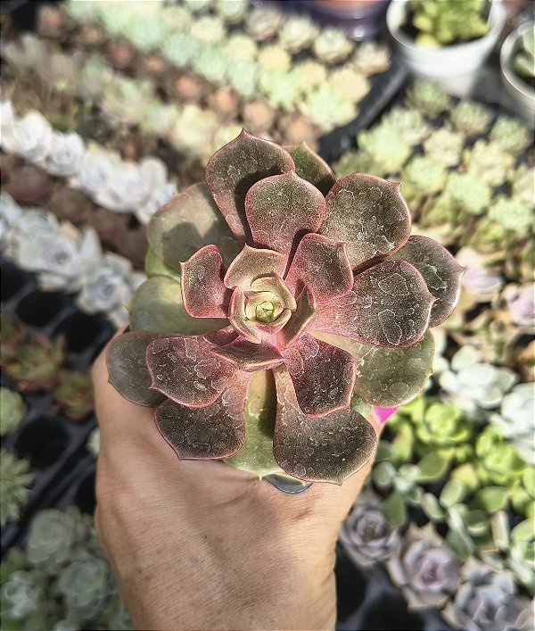 E. VAMPIRE RED POTE 7