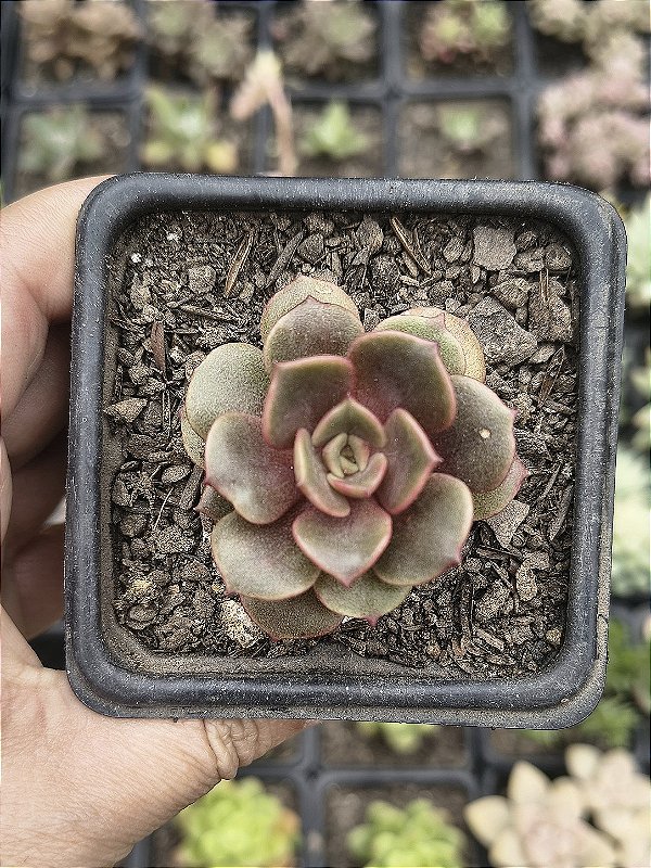 E. VAMPIRE RED POTE 7