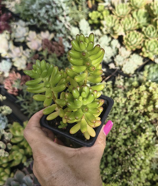 SEDUM RUBROTINCTUM POTE 7