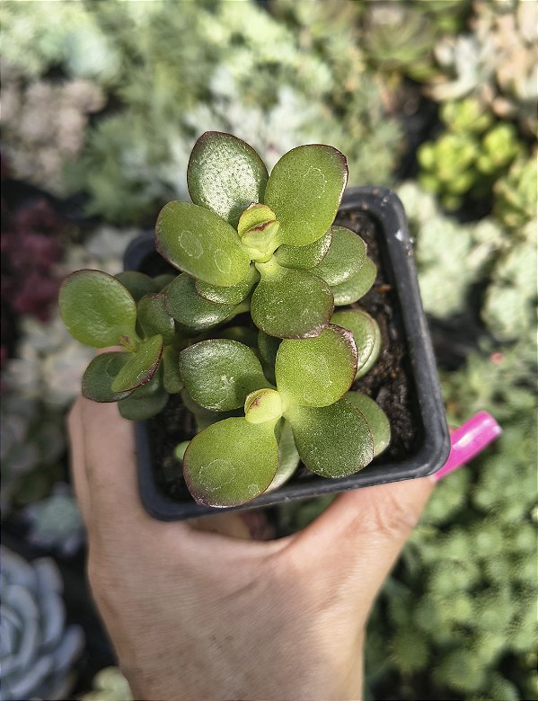 CRASSULA OVATA ( MINI JADE) POTE 7
