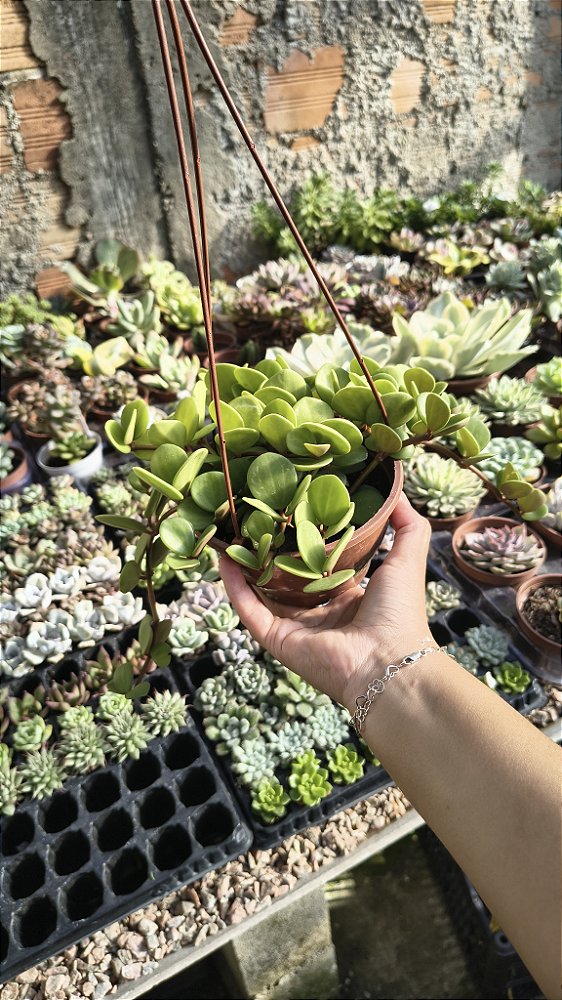 HOYA CARNOSA COMPACTA ( FLOR DE CERA) CUIA 13