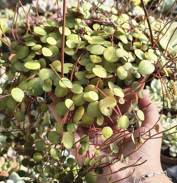 PEPEROMIA RUBY CASCADE CUIA 13