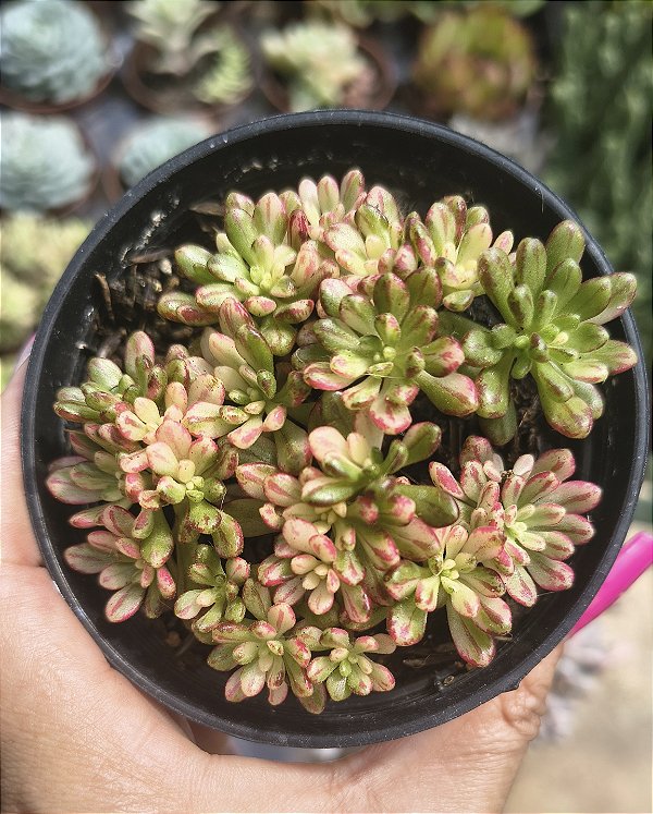 AEONUIM SEDIFOLIUM VARIEGATA POTE 9