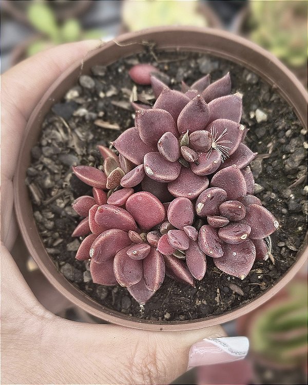 SINOCRASSULA INDICA POTE 9