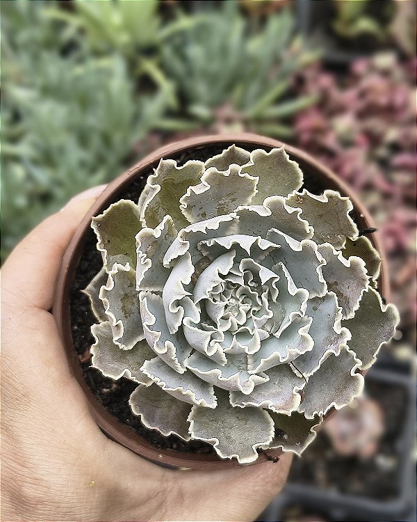 E. SHAVIANA POTE 9