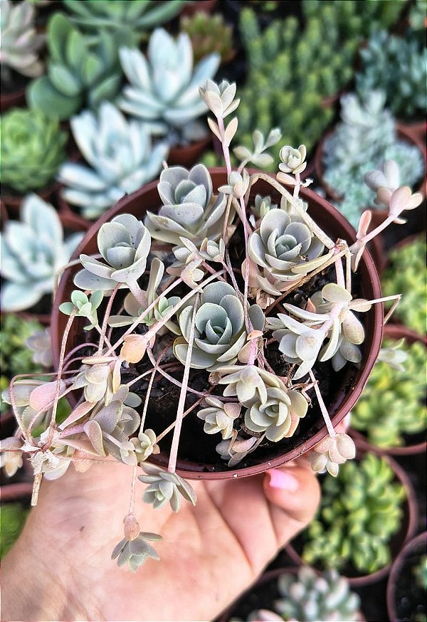 OROSTACHYS FURUSEI POTE 9