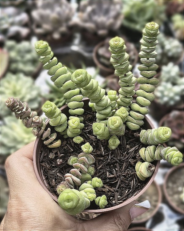 CRASSULA MARNERIANA POTE 9
