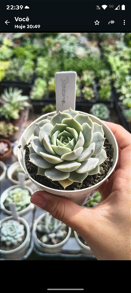 E. DERESINA POTE 9