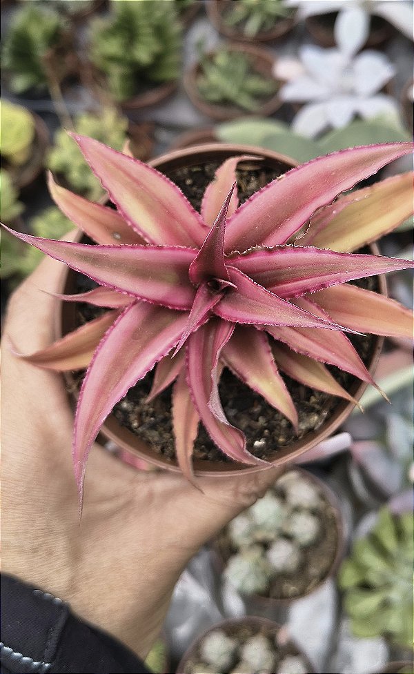 ESTRELA DA TERRA VERMELHA POTE 9