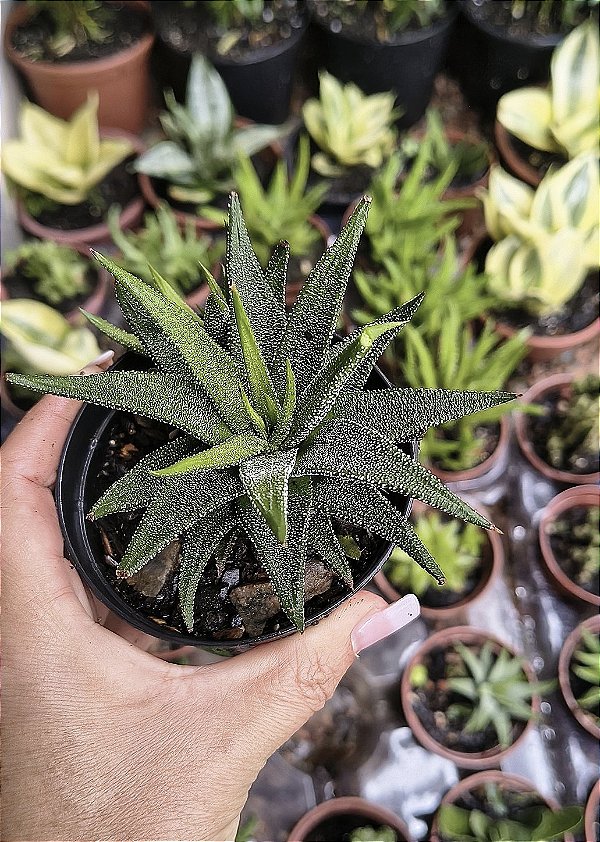 HAWORTIA ATENUATTA RADULA POTE 9