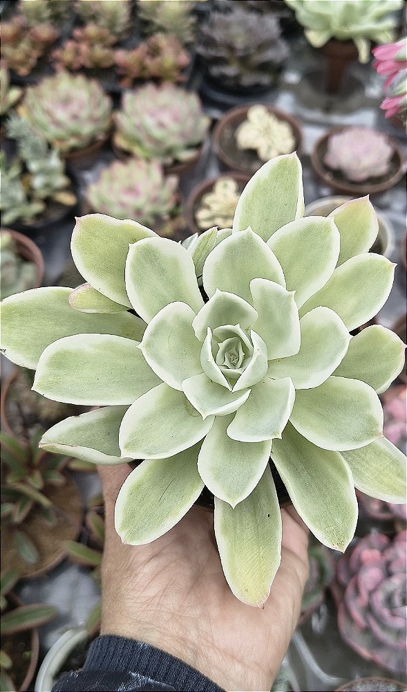 E.LEMON ROSE POTE 9