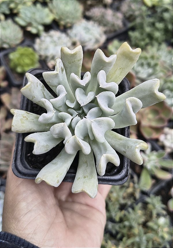 E. TOPSY TURVY POTE 9