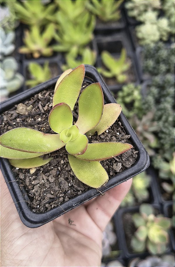 CRASSULA CAMPFIRE POTE 7