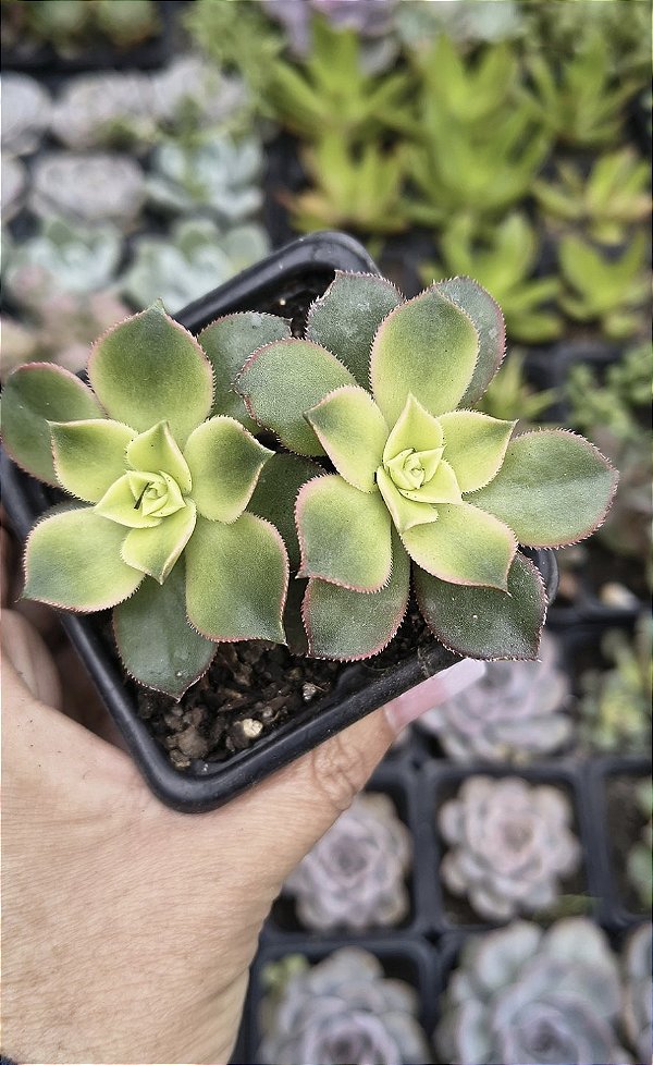 AEONIUM KIWI POTE 7