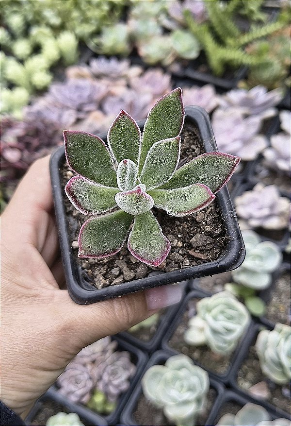 PULVINATA RUBI POTE 7